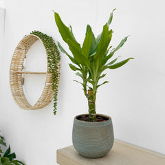 20 - 30cm Dracaena Green 13cm Pot House Plant