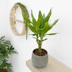 20 - 30cm Dracaena Green 13cm Pot House Plant