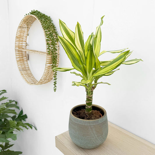 20 - 30cm Dracaena Yellow Stripe 11cm Pot House Plant