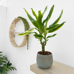 20 - 30cm Dracaena Yellow Margin 13cm Pot House Plant