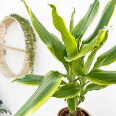 20 - 30cm Dracaena Yellow Margin 13cm Pot House Plant