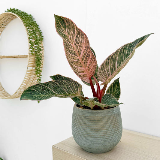 20 - 30cm Philodendron Birkin Dark Form 12cm Pot House Plant