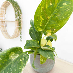 Philodendron Green Congo Hybrid Variegata House Plant 12cm cm Pot