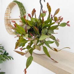 25 - 35cm Rhipsalis Eliptica in Hanging Pot 15cm Pot House Plant