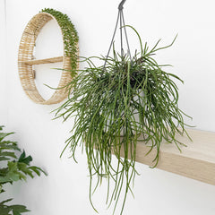 25 - 35cm Rhipsalis Puniceodiscus in Hanging Pot 15cm Pot House Plant