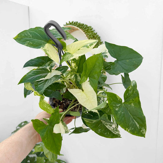 30 - 40cm Syngonium Albo Variegata 17cm Hanging Pot House Plant House Plant
