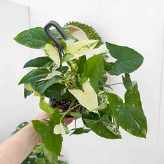 30 - 40cm Syngonium Albo Variegata 17cm Hanging Pot House Plant House Plant
