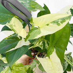 30 - 40cm Syngonium Albo Variegata 17cm Hanging Pot House Plant House Plant