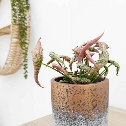 Syngonium Pink Rolli 8cm Pot 10cm Height House Plant