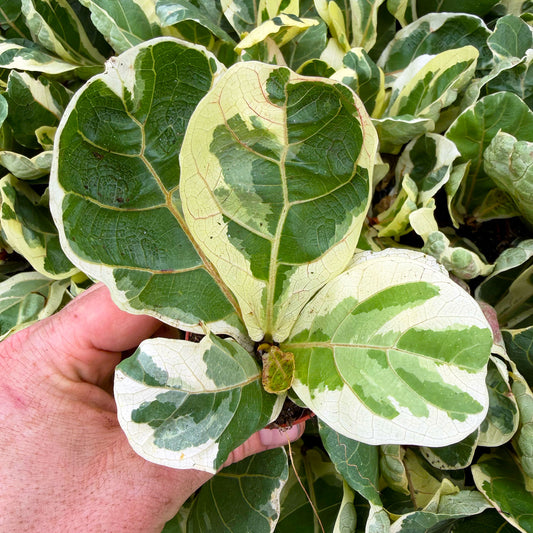 Variegated Ficus Lyrata House Plant 6cm Net
