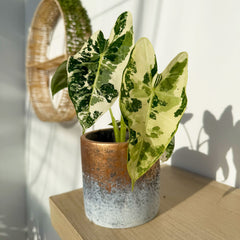 Highly Variegated Alocasia Frydek Elephant Ear Albo Variegata 9cm Pot