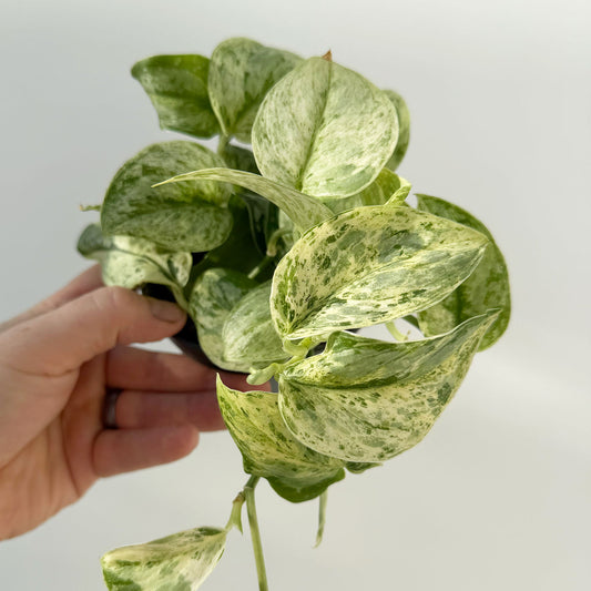 15 - 25cm Scindapsus Silver Knight 12cm Pot House Plant