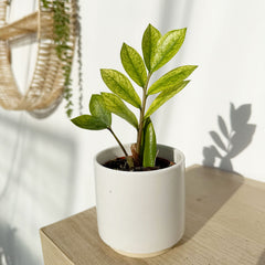 Rare Variegated Zamioculcas Chameleon ZZ Plant 6cm Pot