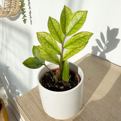 Rare Variegated Zamioculcas Chameleon ZZ Plant 6cm Pot