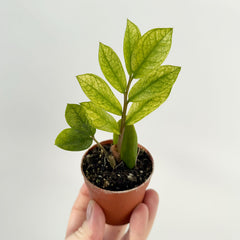 Rare Variegated Zamioculcas Chameleon ZZ Plant 6cm Pot