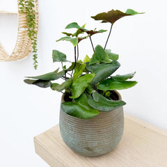 15 - 25cm Hemionitis Arifolia 12cm Pot House Plant