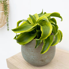 15 - 25cm Dracaena Lemon Tornado 12cm Pot House Plant