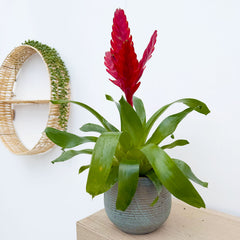 20 - 30cm Vriesea Flaming Sword 12cm Pot House Plant