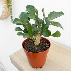 20 - 25cm Mini Opuntia House Plant 12cm Pot