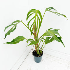 50 - 60cm Mature Monstera Burle Marx Flame On Mosspole 17cm Pot