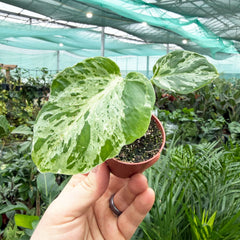 Monstera Vietciosa 6cm Pot House Plant