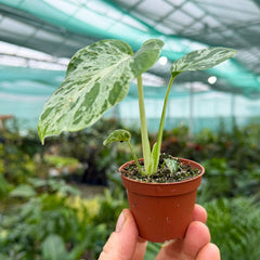 Monstera Vietciosa 6cm Pot House Plant
