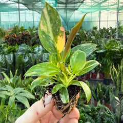 Philodendron Green Congo Houseplant 6cm Pot