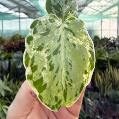 Monstera Bulbasaur (Exact Plant) 6cm Pot House Plant