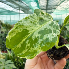 Monstera Bulbasaur (Growers Choice) 6cm Pot House Plant