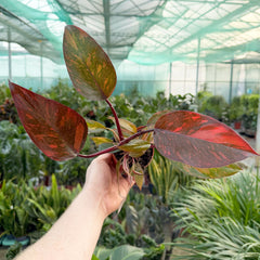 25 - 45cm Orange Princess Philodendron 11cm Pot House Plant