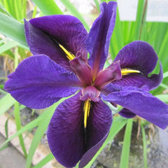 Iris Louisiana Black Gamecock Aquatic Pond Plant
