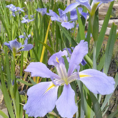 Iris Louisiana Sea Wisp Aquatic Pond Plant - Louisiana Iris