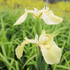 Iris Pseudacorus Alba Aquatic Pond Plant - Yellow Flag Iris