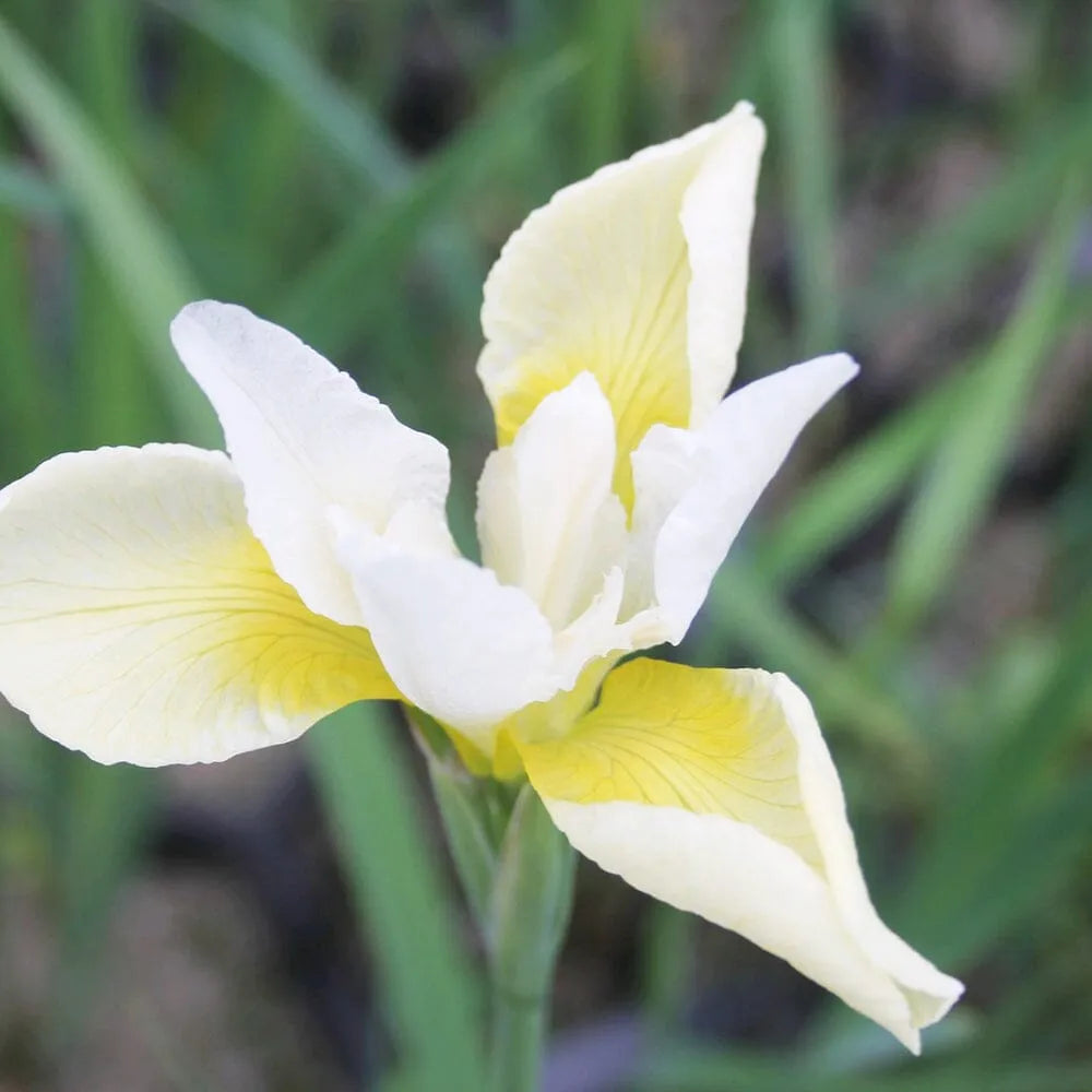 Iris Sibirica Snow Queen Aquatic Pond Plant - Snow Iris