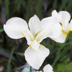 Iris Sibirica Snow Queen Aquatic Pond Plant - Snow Iris