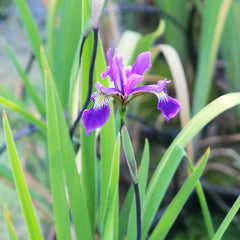Iris robusta Gerald Darby Aquatic Pond Plant - Louisiana Iris