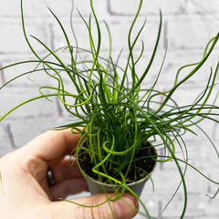 Juncus Spiralis Fern House Plant 6cm Pot