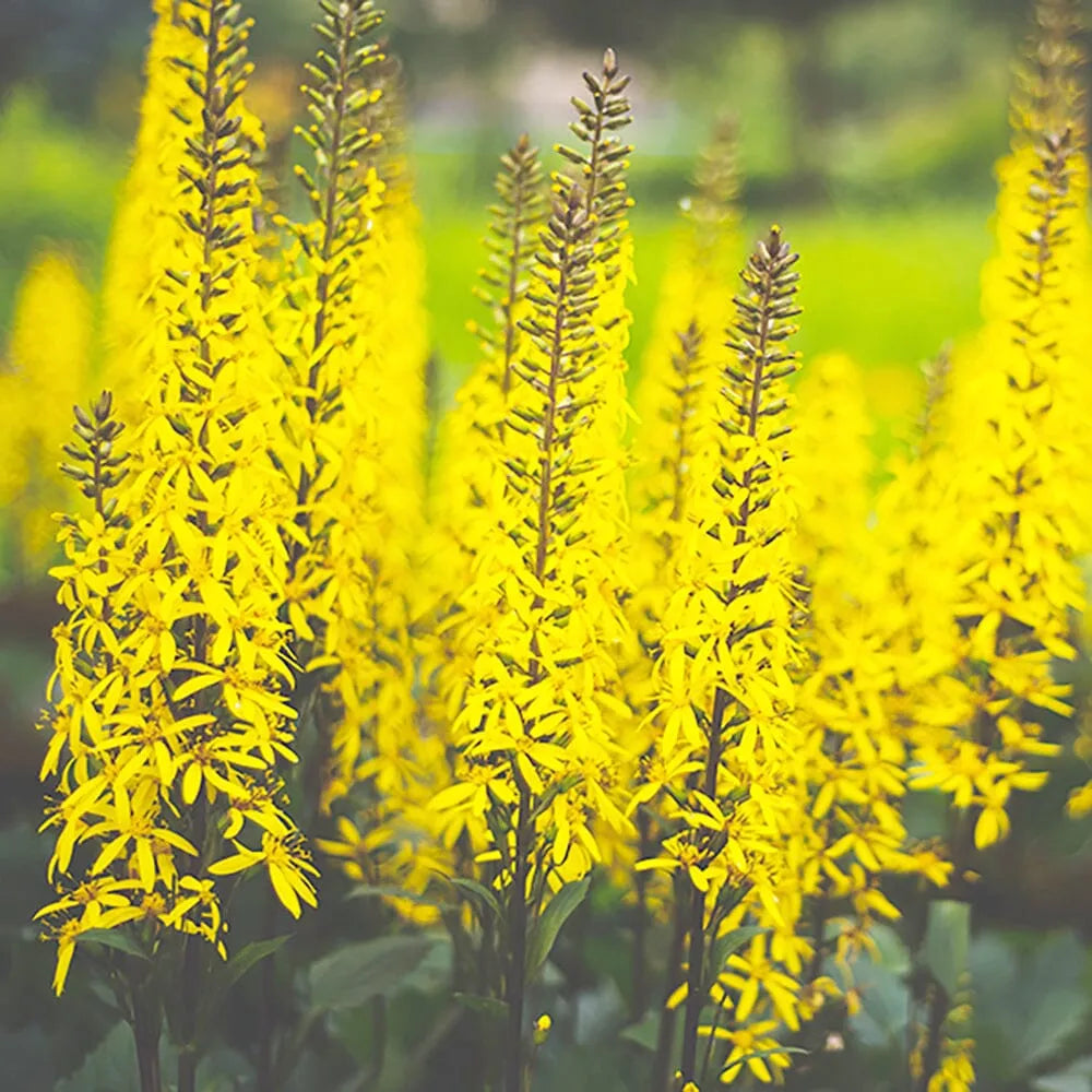 Ligularia Przewalskii Aquatic Pond Plant - Przewalski's Golden Ray