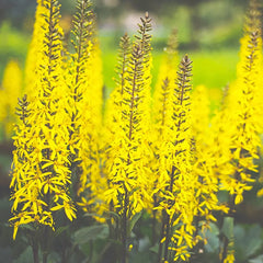 Ligularia Przewalskii Aquatic Pond Plant - Przewalski's Golden Ray