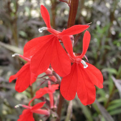 Lobelia Fulgens Queen Victoria Aquatic Pond Plant - Queen Victoria Flower