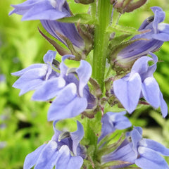 Lobelia Siphilitica Aquatic Pond Plant - Great Blue Lobelia