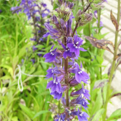 Lobelia Vedrariensis Aquatic Pond Plant - Purple Lobelia