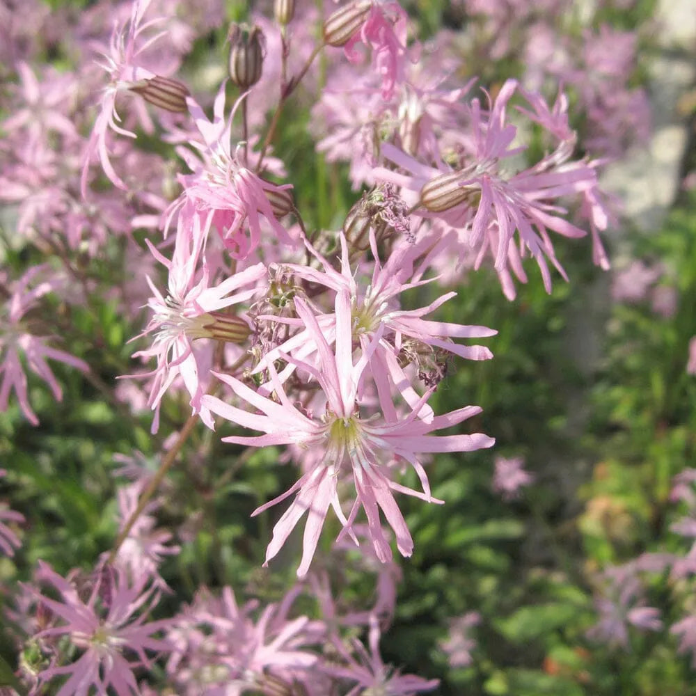 Lychnis Flos-Cuculi Terry's Pink Aquatic Pond Plant - Dwarf Ragged Robin