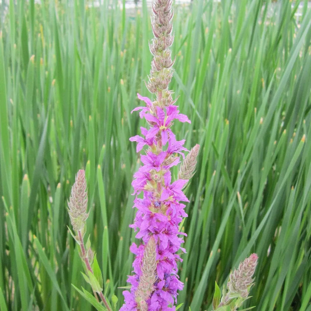 Lythrum Salicaria Aquatic Pond Plant - Purple Loosestrife