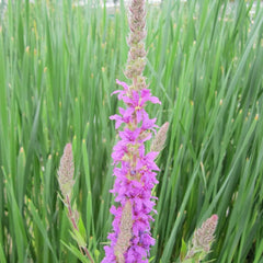 Lythrum Salicaria Aquatic Pond Plant - Purple Loosestrife