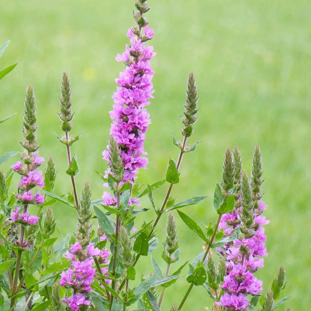 Lythrum Salicaria Aquatic Pond Plant - Purple Loosestrife