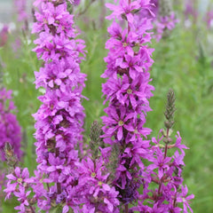 Lythrum Salicaria Aquatic Pond Plant - Purple Loosestrife