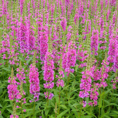 Lythrum Salicaria Robert Aquatic Pond Plant - Purple Loosestrife