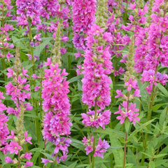 Lythrum Salicaria Robert Aquatic Pond Plant - Purple Loosestrife
