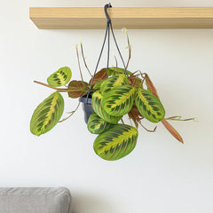Maranta Fascinator House Plant